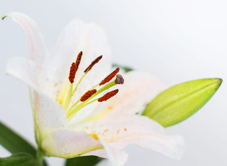 遺品整理は、故人が残していった遺品をご遺族の代りに整理するサービスの事です。